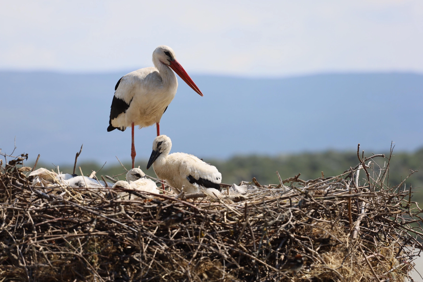 ‘Bursa Leylek Şenliği’ coşkuyla başladı