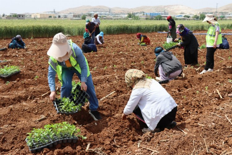 Şanlıurfa’nın tescilli yöresel lezzetlerinden olan İsot için fide dikimine başlanıldı.