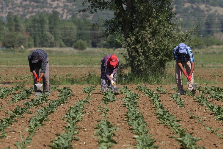 Türkiye’nin gıda devlerinden Konya Şeker, üretici ortaklarına rekor oranda avans