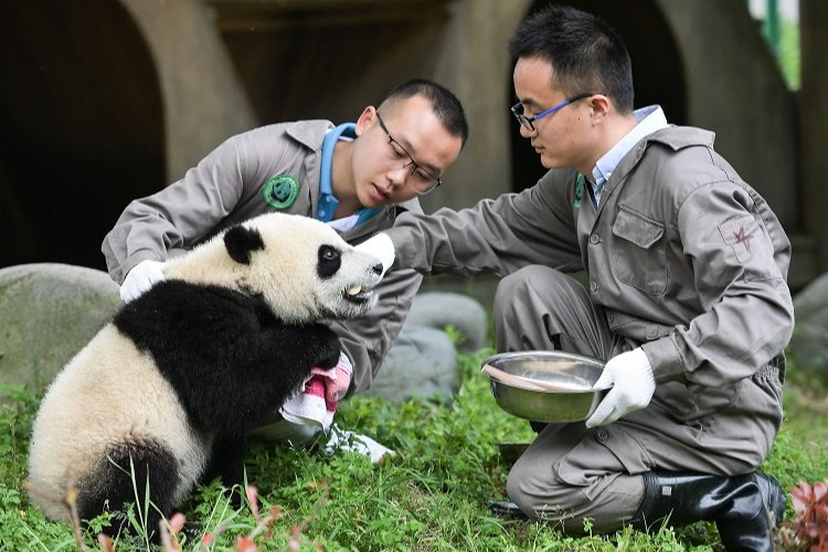 Çin’in Chengdu merkezli havayolu şirketi Sichuan Havayolları, pandemi döneminde durdurduğu