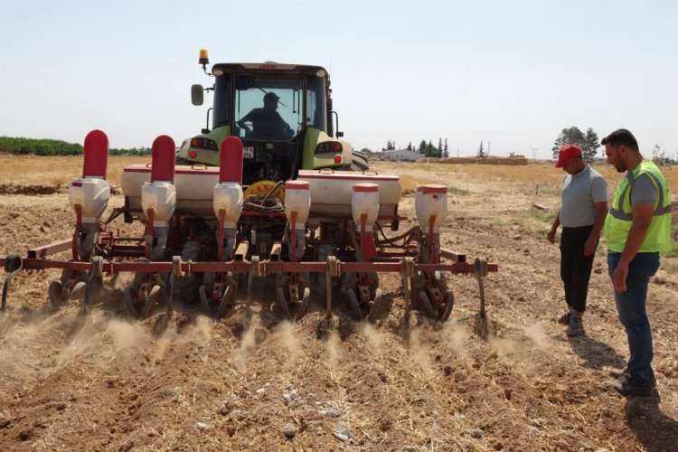 Şanlıurfa Büyükşehir Belediyesi, tarım projeleri kapsamında 250 dekarlık alanda Mısır