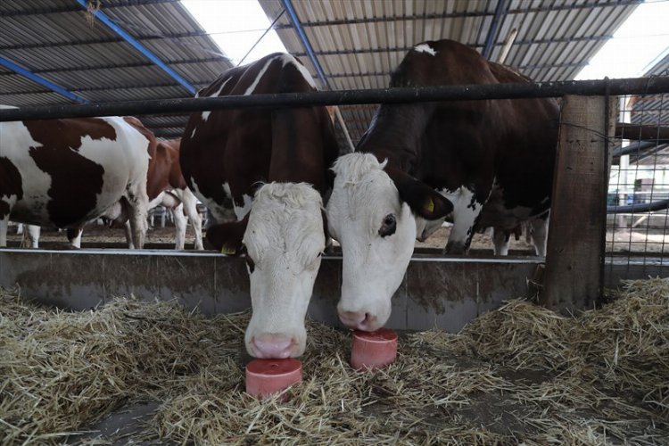 Kırsal kalkınma hamlelerine devam eden Denizli Büyükşehir Belediyesi, 27 binin