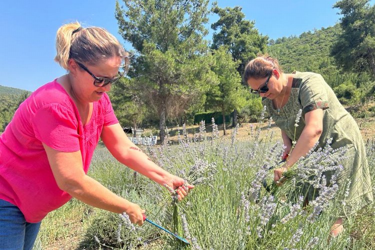 Bodrum Belediyesi, Garaova Tarım Park’ta üretilen lavantaların hasadına başladı. MUĞLA