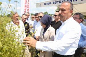 2017 yılında Türkiye Milli Çeşit Listesi’nde yerini almış ve kültür