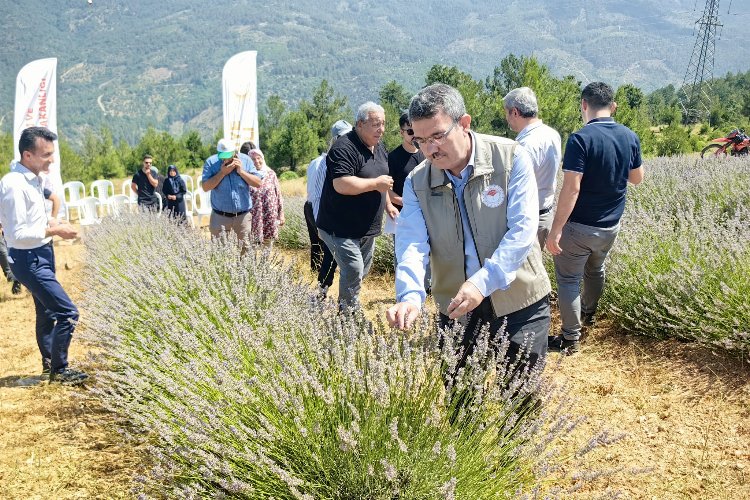 Uludağ eteklerinde yer alan, Bursa’nın dağ İlçelerinden Orhaneli lavanta ile