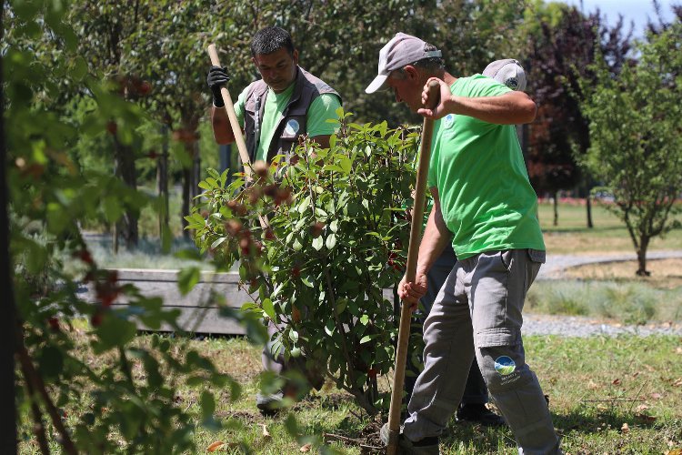 Sakarya Büyükşehir Belediyesi şehrin estetiğine katkı sunan dekoratif peyzaj, bakım