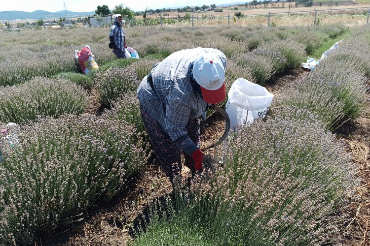 10 dekardan fazla bir lavanta bahçesi olduğunu kaydeden Durhan Yakın,