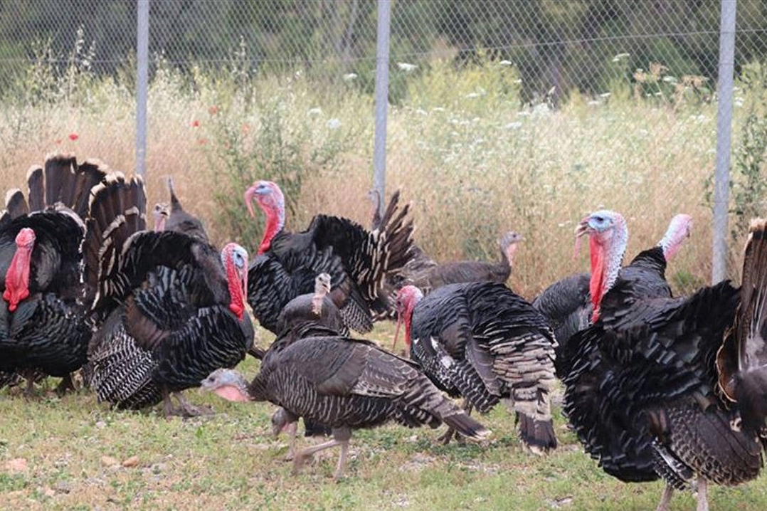 Tavuk eti üretimi 214 bin 432 ton, tavuk yumurtası üretimi