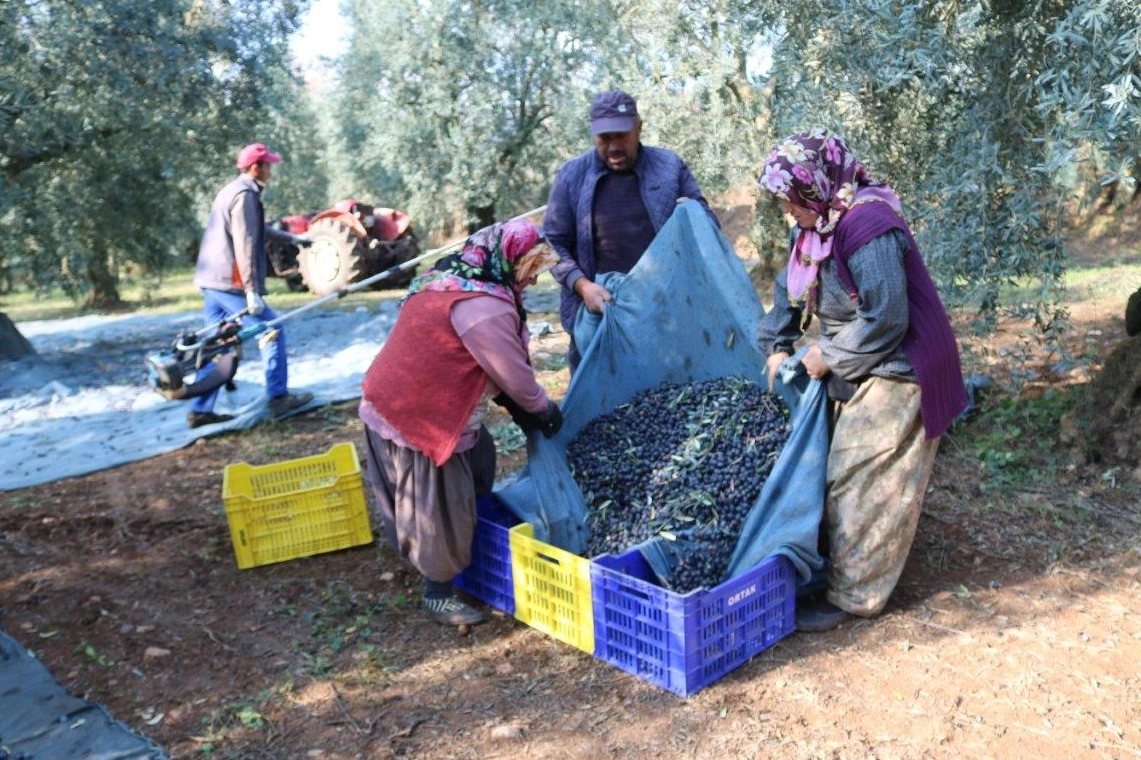 1 kilogram zeytinin üretim maliyeti belli oldu. 2024-2025 yılı ürün