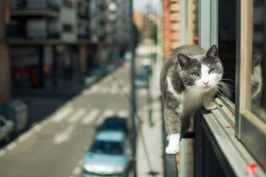 İstanbul Büyükşehir Belediyesi’nin kedi ihbarlarına yönelik farkındalık çalışmalarına Bursa Büyükşehir