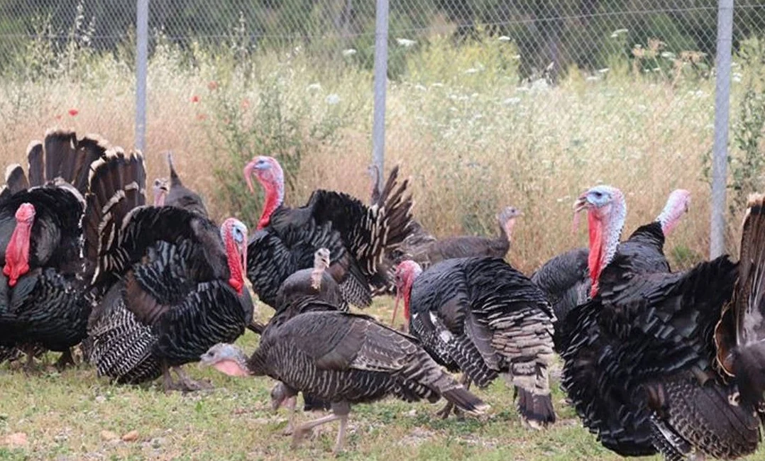 Hindi eti üretimi 9 ayda yüzde 16,7 arttı